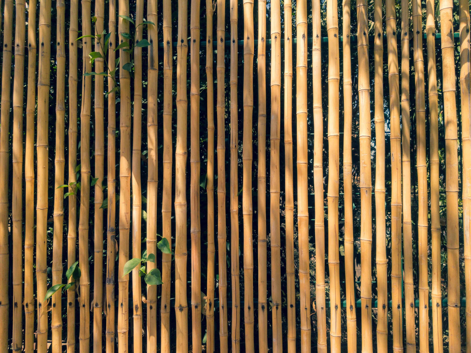 Endeløs mængde af bambus tømmer (Just Bamboo)